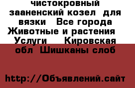 чистокровный зааненский козел  для вязки - Все города Животные и растения » Услуги   . Кировская обл.,Шишканы слоб.